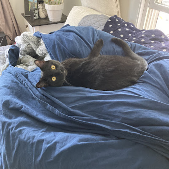 Meet your Posher, Rosslyn - Picture 1 of 1